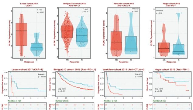 IF:6.0/Q1，单细胞分析+机器学习+单基因分析，揭示SLC7A1在骨肉瘤中的作用！