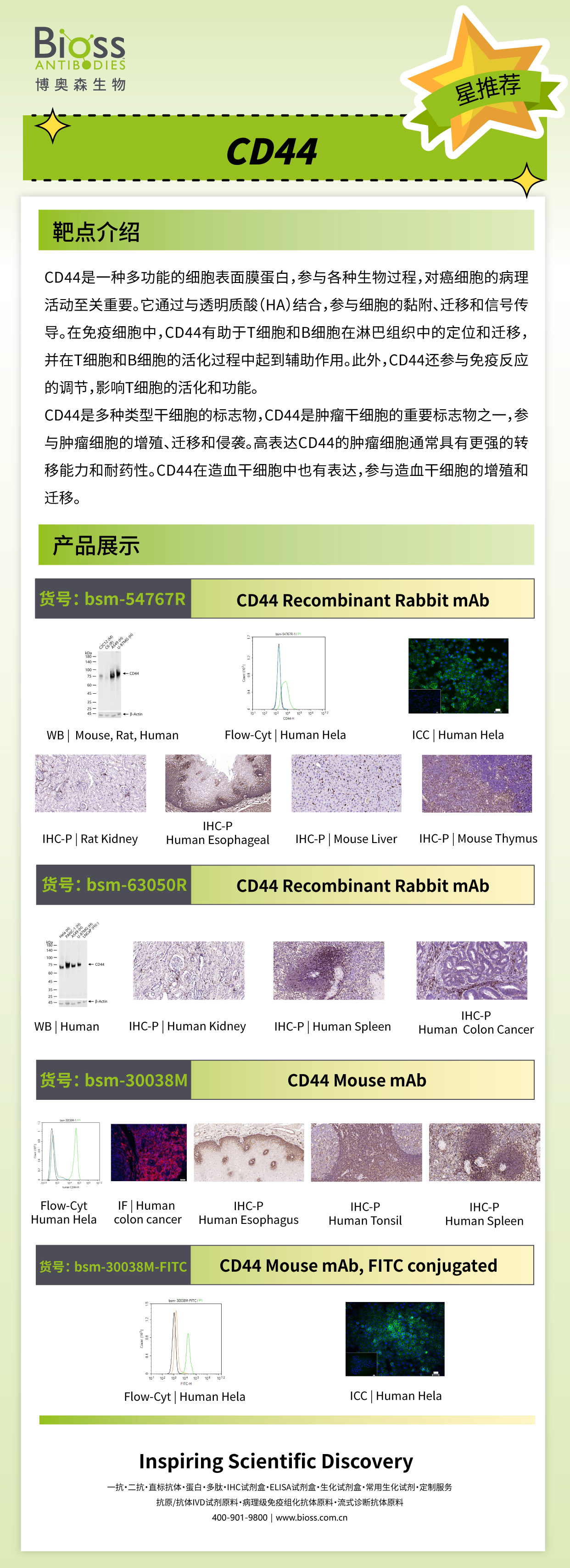 Bioss 星推荐 | CD44