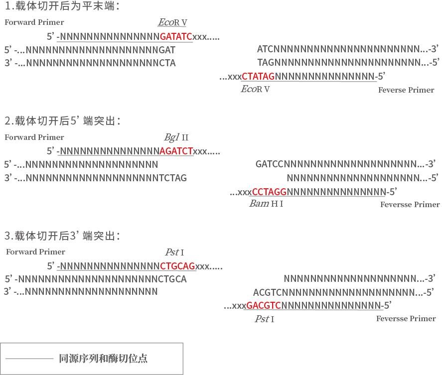NovoRec® plus One step PCR Clo