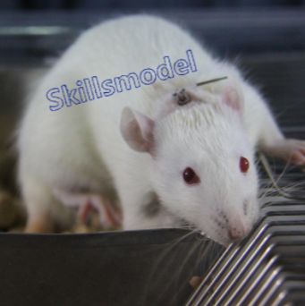 小鼠胆管插管模型