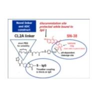 靶向Trop-2的ADC药物 Sacituzumab Govitecan（SG） 人源化RS7抗体-连接子-抗癌药物SN-38 