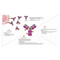 靶向HER2的ADC药物 MRG002 糖修饰的曲妥珠单抗-连接子-单甲基澳瑞他汀E (MMAE)