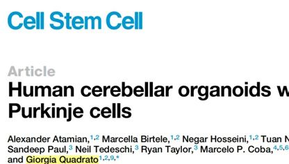 Cell Stem Cell：含浦肯野细胞的小脑类器官构建成功