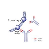 1401812-88-1靶向 NaPi2b 的ADC药物偶联物DNIB0600A IgG-连接子-MMAE(单甲基澳瑞他汀 E)
