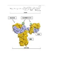 曲妥珠单抗通过肟键连接子与微管蛋白抑制剂 amberstatin(AS269)偶联形成ADC药物(ARX788)