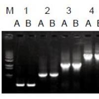 2×Taq Master Mix(含上样染料)