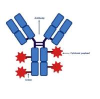 靶向蛋白间皮素的ADC药物 Anetumab Ravtansine IgG-连接子-DM4（细胞分裂抑制剂）