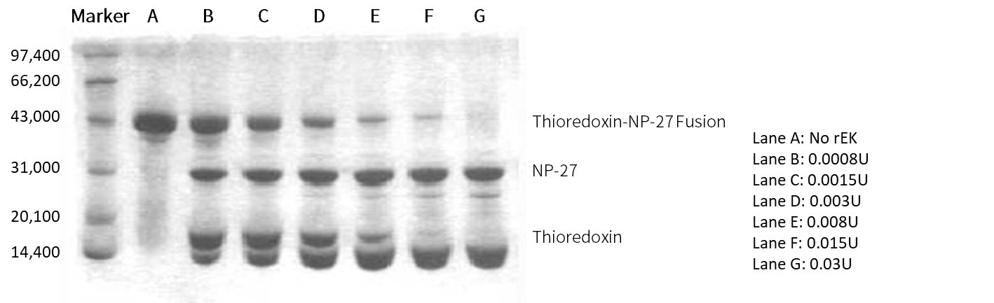 重组肠激酶(Enterokinase)