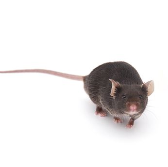 C57BL/6JGpt-Tg(hHTT-CAG130)90/Gpt