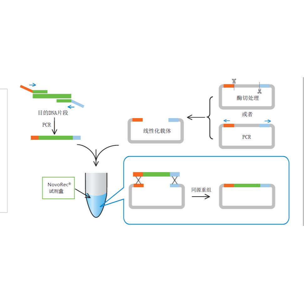 NovoRec® plus One step PCR Cloning Kit