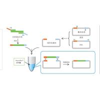 NovoRec® plus One step PCR Cloning Kit
