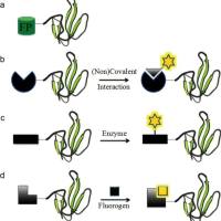 辰辉创聚生物®蛋白标记服务