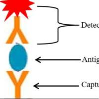 H7流感病毒单抗（配对）