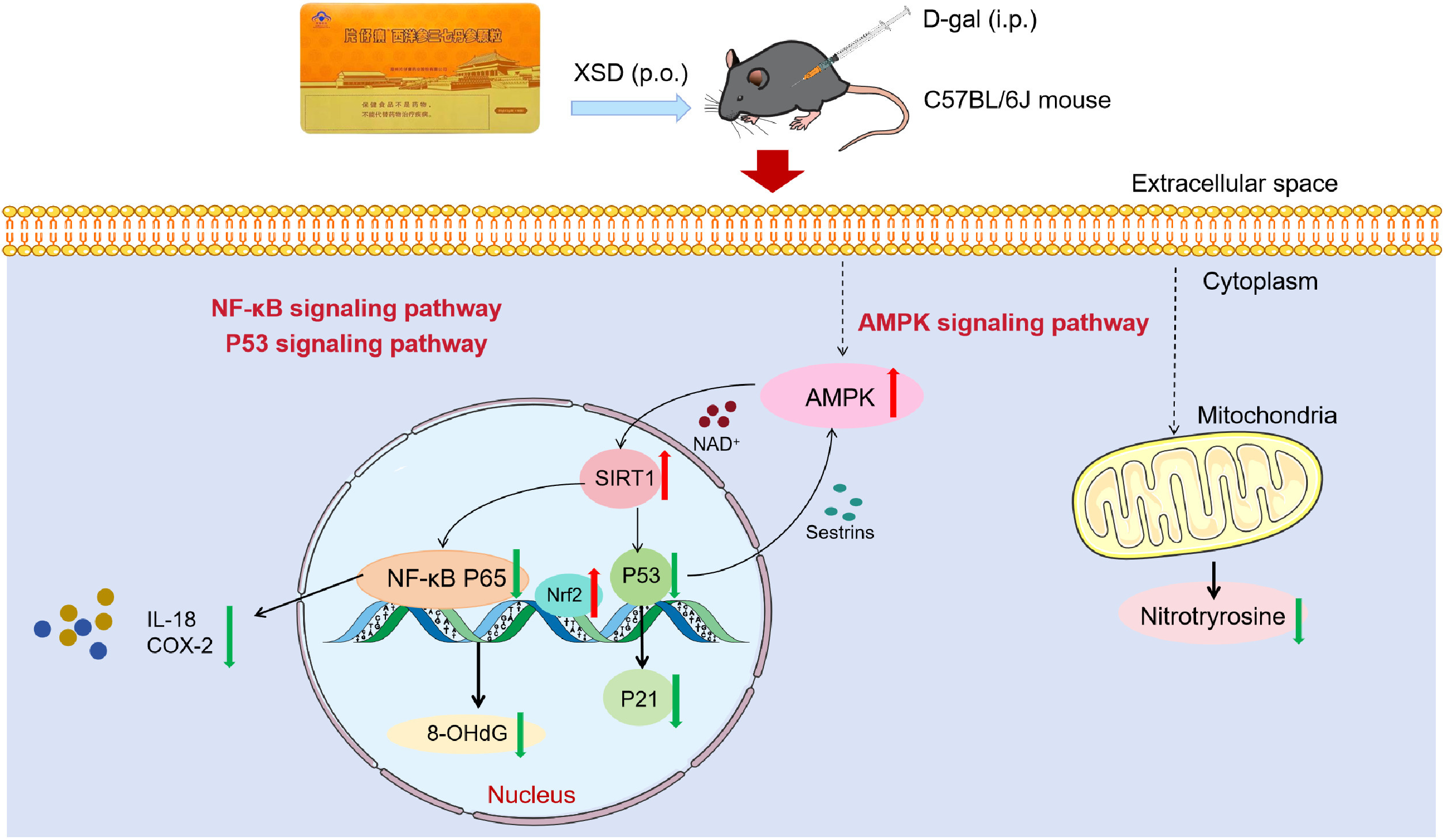 IF:6.7/Q1，转录组邂逅网络药理学，复方高分研究新范式！