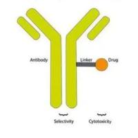 重组人源化抗HER2单克隆抗体通过化学连接子偶联药物MMAE组成ADC抗体药物偶联物DP-303c