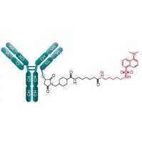 多柔比星(Dox)和环状化合物反式环 辛烯(TCO)通过pH敏感连接子偶联曲妥珠单抗组成ADC药物(TCO-Dox-Ab)