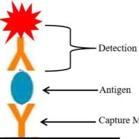 新 冠病毒核衣壳单抗（配对）