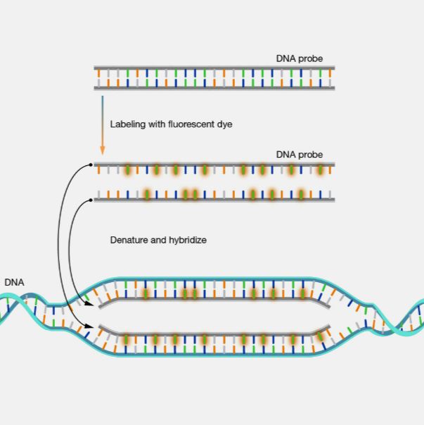 辰辉创聚生物®FISH探针定制服务