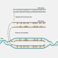辰辉创聚生物®FISH探针定制服务