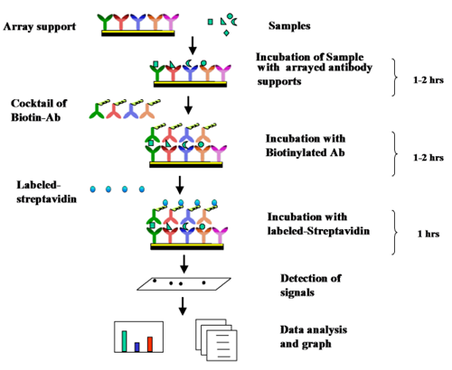人细胞因子蛋白芯片G2000，限时促销！