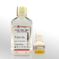 Cellworld 间充质干细胞（MSC）无血清培养基，不含酚红 C2262-881