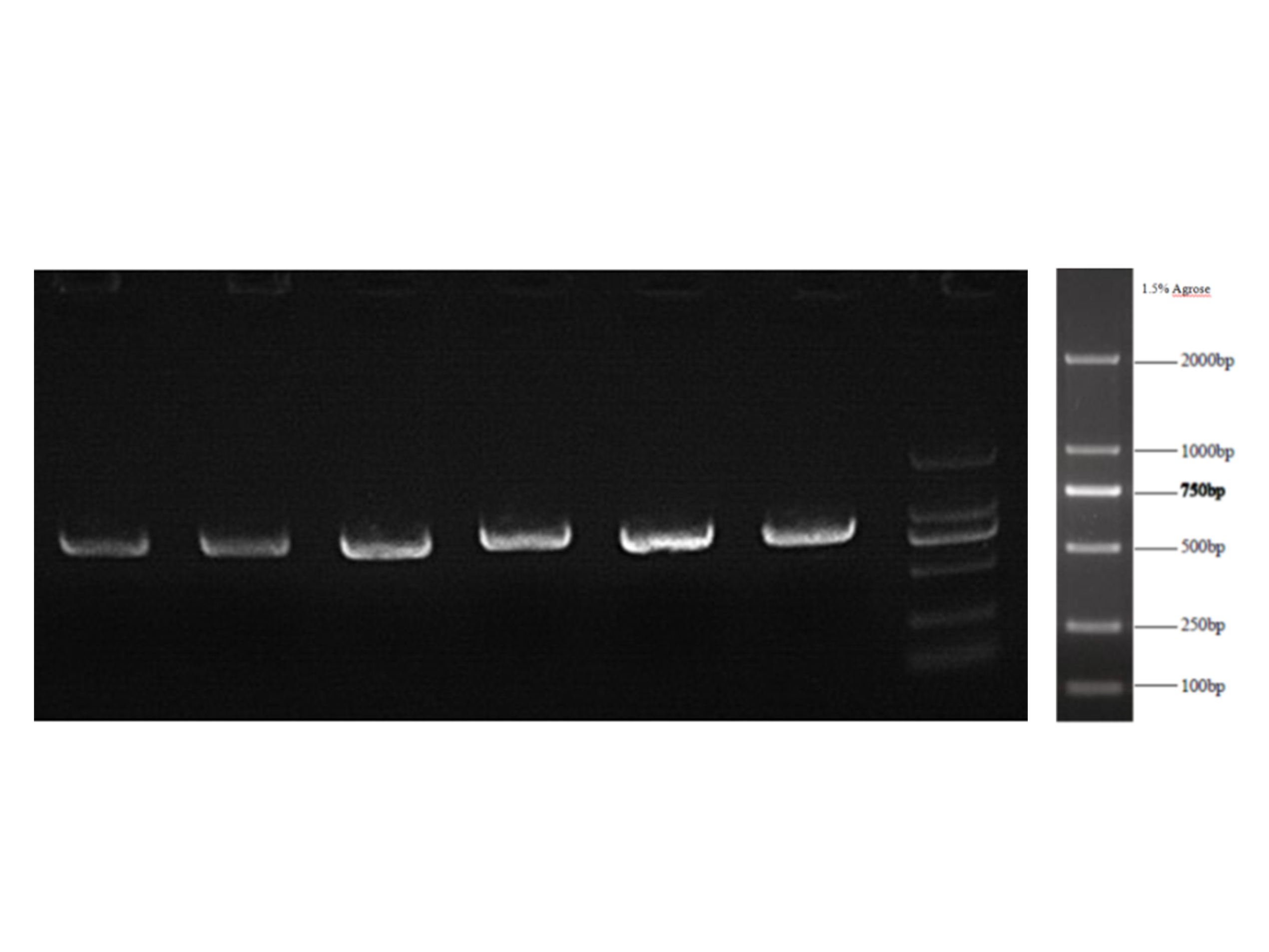 NovoRec® plus One step PCR Clo