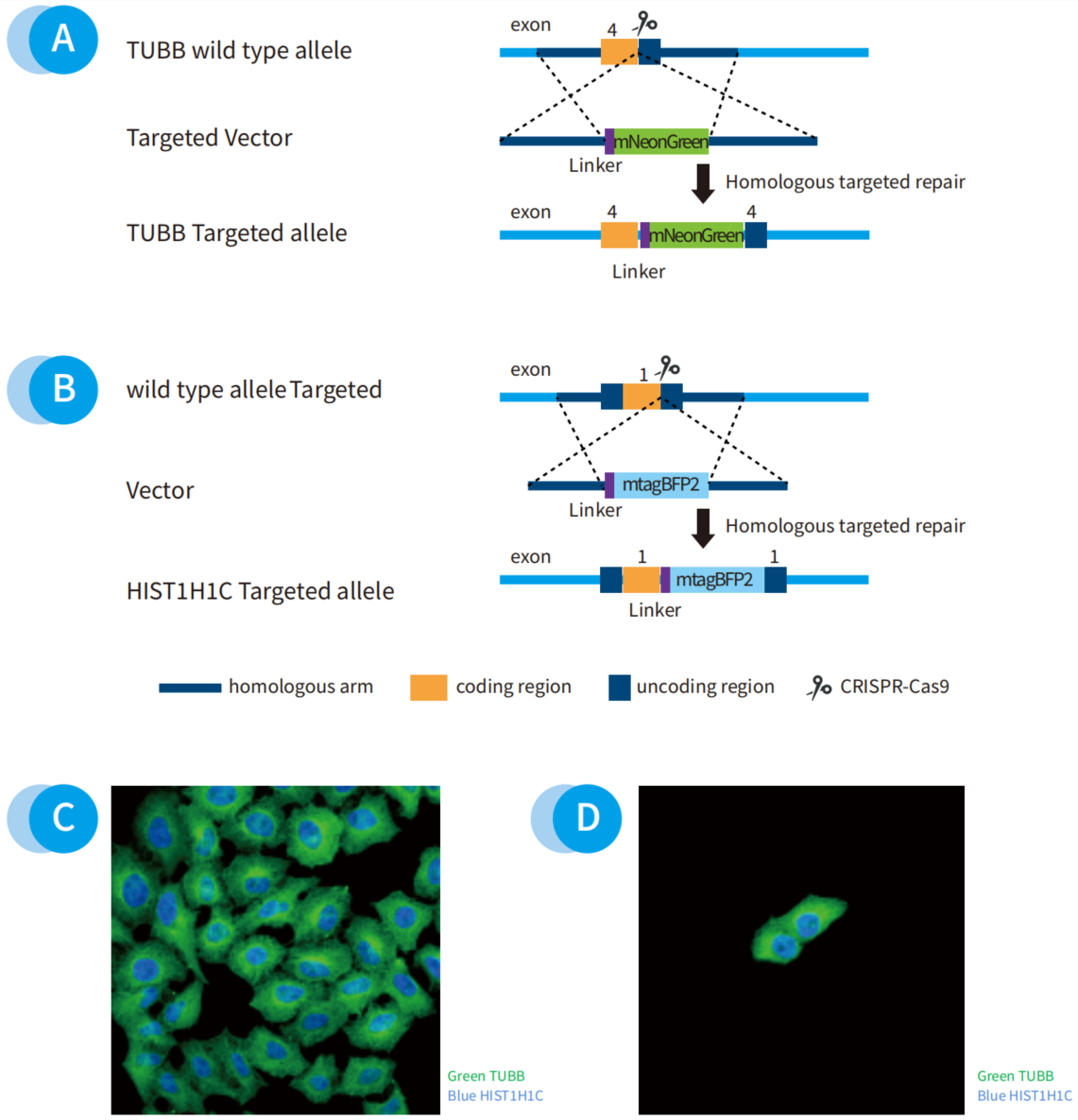 肿瘤研究工具库不够？细胞系定制来解忧