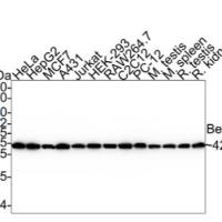 M1210-2·Anti-Beta actin Antibody