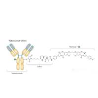 Vadastuximab talirine /SGN-CD33A 人源化IgG1型抗体 Vadastuximab-连接子-强效细胞毒性药物Talirine 靶向CD33的ADC抗体偶联药物 1436390-64-5