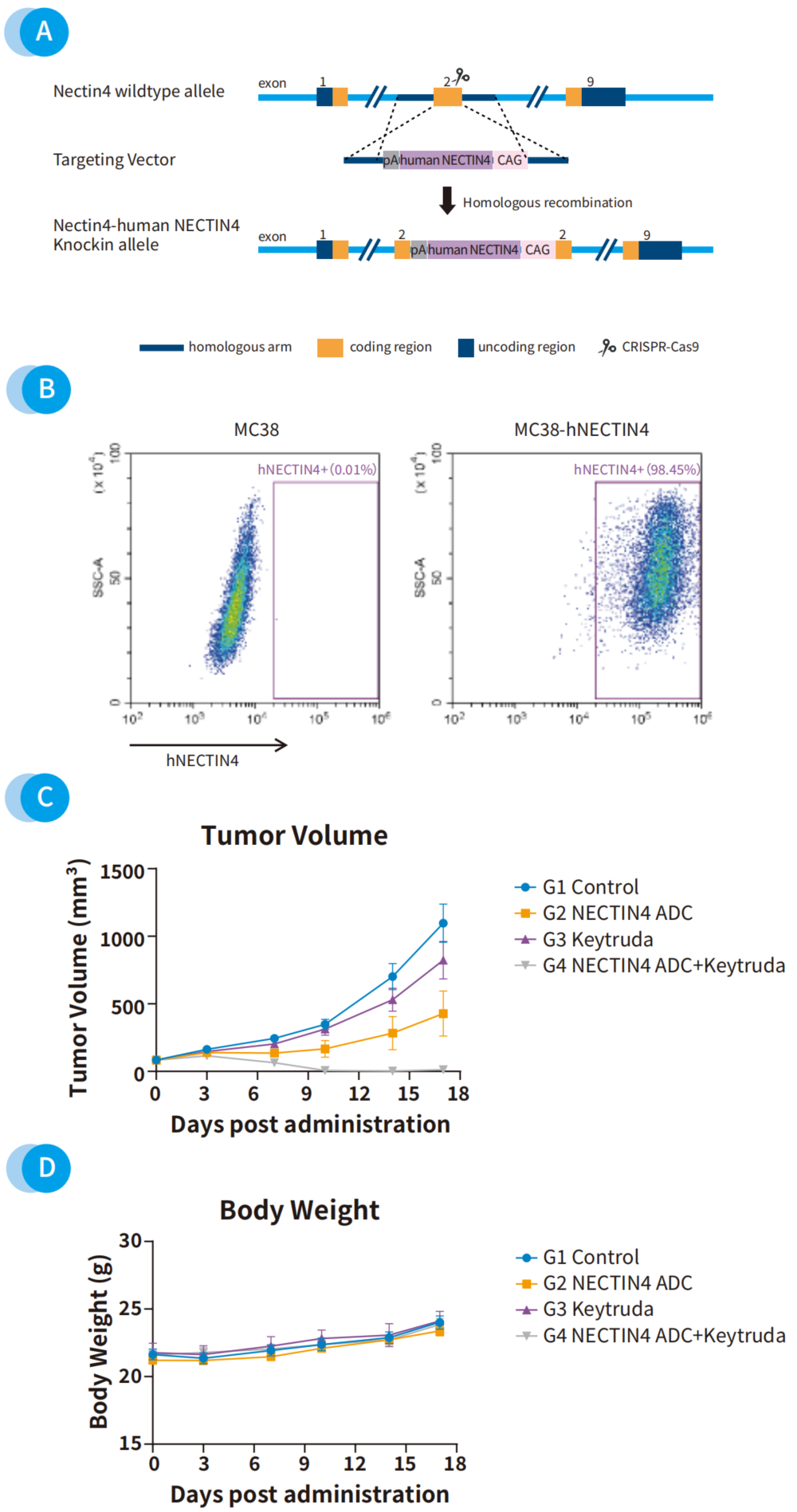 肿瘤研究工具库不够？细胞系定制来解忧