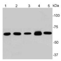 ER0815·Anti-NF-κB p65 Antibody