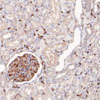 ET1705-78·Anti-Iba1 Antibody