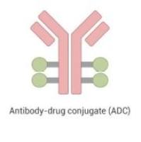 adc抗体偶联药物-ADC抗体药物服务商   Antibody-Drug Conjugate  ADC药物开发服务