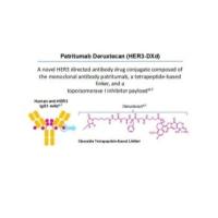 单克隆抗体HY-P99275和拓扑异构酶I抑制剂通过连接子偶联组成的ADC药物（HER3-DXd）