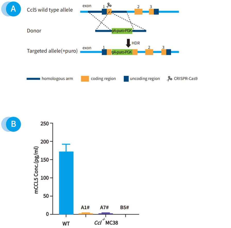 肿瘤研究工具库不够？细胞系定制来解忧