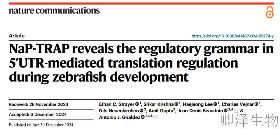 NC. | Nap-TRAP技术助力揭示斑马鱼发育过程中5'UTR介导的翻译调控规则