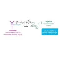 Dato-DXd/DS-1062 单克隆抗体-连接子-强效拓扑异构酶I抑制剂（DXd） ADC药物 2238831-60-0