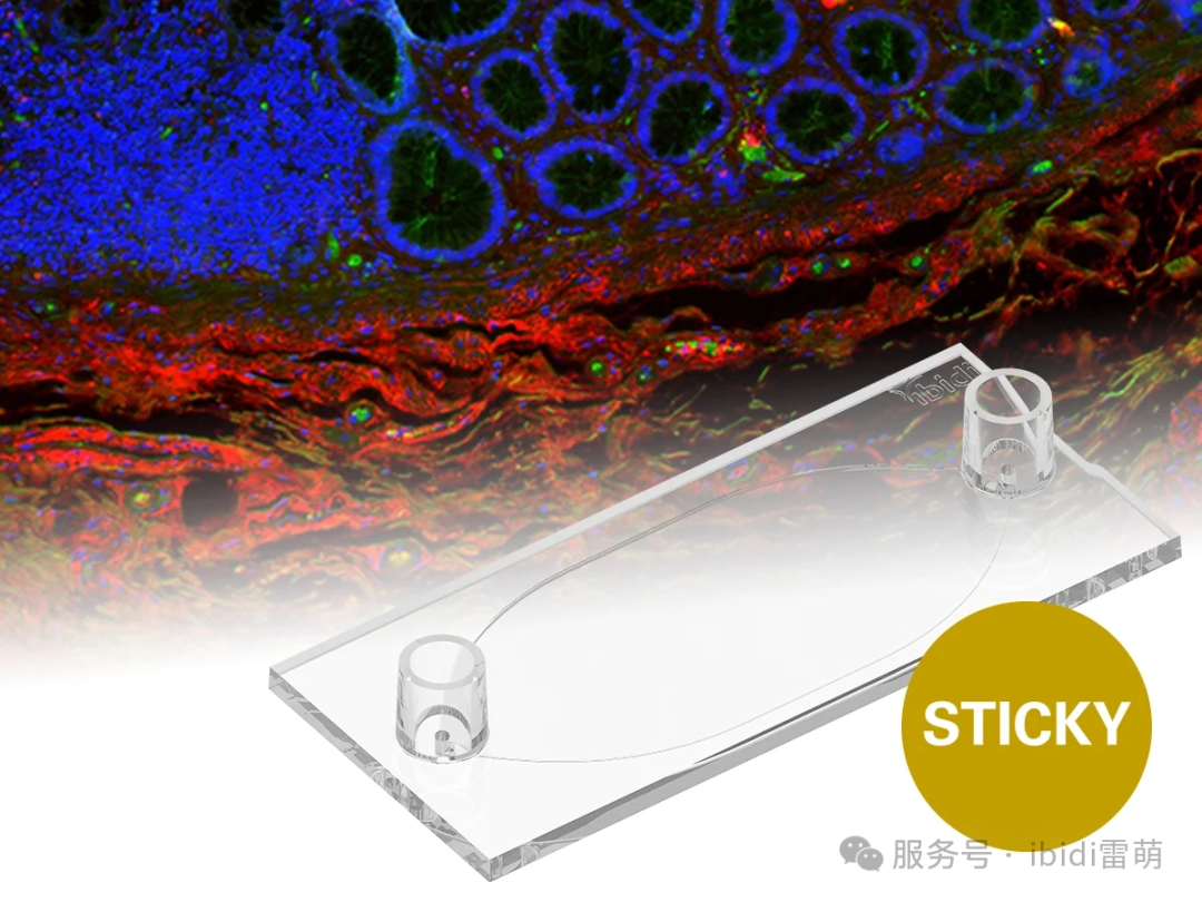 ibidi sticky-Slide Tissue简化且标准化您的组织染色方案！