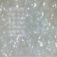 小鼠神经胶质瘤细胞CT-2A