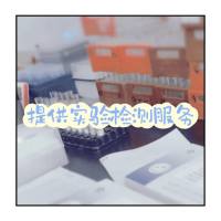 TRAP染色（硬组织切片）实验检测