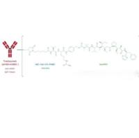 靶向HER2的抗体偶联药物(ADC) PF-06804103 IgG1单克隆抗体-连接子-强效微管抑制剂奥瑞他汀衍生物