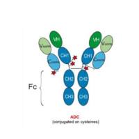 1869937-48-3 | Cofetuzumab pelidotin   | ABBV-647/h6M24-vc0101) |  抗体药物偶联物(ADC) | 人源化抗PTK7单克隆抗体 | 微管抑制剂 Auristatin-0101