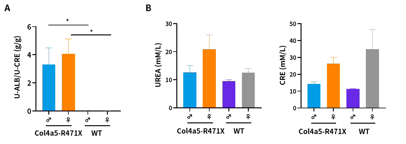 慢性肾病中的隐匿杀手——Alport综合征