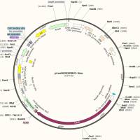 pLentiCRISPRV2-Neo质粒