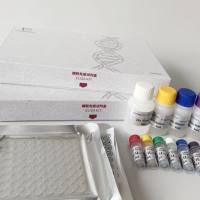 人（Human）TARDNA结合蛋白43（TDP43）ELISA检测试剂盒