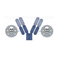 靶向HER2抗体的ADC药物 BAT8001 曲妥珠单抗生物类似物（BAT0606）-连接子-强效的微管抑制剂batansine