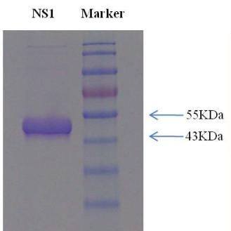 寨 卡病毒重组非结构蛋白1