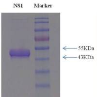 寨 卡病毒重组非结构蛋白1