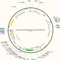 pLV3-CMV-MCS-3×FLAG-CopGFP-Puro