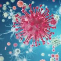 LV-EF1a-Puro-CMV-Luciferase-mirRNA